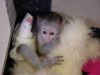 Cute and adorable capuchin baby monkey for adoption