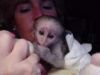 Cute Baby Capuchin Monkey available text (xxx) xxx-xxx5