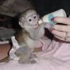Cute and loving capuchins monkeys