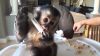 Charming female Capuchin monkey available