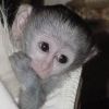Two Cute And Adorable Capuchin Monkey For Re-homing: Textcall:(615)-43