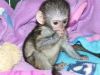 Playful Baby Capuchin Monkey Looking For A Good Home Now