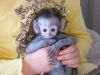 Adorable Capuchin Monkeys
