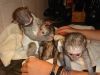Capuchin Monkeys for re homing Text or call xxx-xxx-xxxx