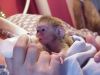 Marmoset Monkeys are a small, but highly intelligent species of monkey