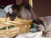 Lovely baby Capuchin Monkeys for Adoption