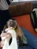 Charming male and female Capuchin Monkeys