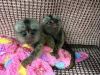 Male and Female Marmoset monkeys#xxxxxxxxxx