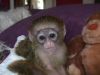 Intelligent Male and Female Capuchin and mamorset monkeys for Adoption