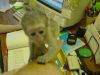 Charming Capuchin Monkey Available
