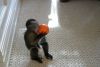 Magnificent female Capuchin monkey for sale so cute for a good home