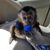 capuchin monkey for sale