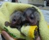 2 Small Marmoset Monkeys Need Home.