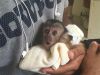 Capuchin, marmoset, squirrel and spider monkeys and puppies for sale