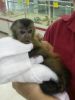 Gorgeous Trained Baby Capuchin Monkeys