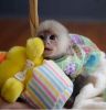Delightful baby Capuchin Monkey Available