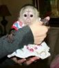 Smallest and cutes Capuchin Monkeys for your homes