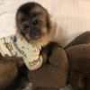 Cute Bottle feed Twins Baby Capuchin Monkey for Sale