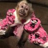 Capuchin monkeys for sale now home trained