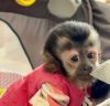 Excelent and fabulouse baby capuchin monkeys for adoption