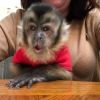 Charming Capuchin monkeys for adoption