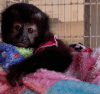 ADORABLE BABY CAPUCHIN MONKEY FOR REHOMING