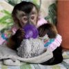Adorable capuchon Monkey
