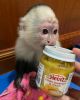 To quality capuchin monkeys ready for sale cheap