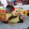 monkeys for sale under 1000