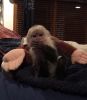 Get a baby Capuchin Monkey this 2021 ASAP