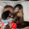 Adorable USDA registered female 4 months old Capuchin monkey