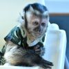 CHARMING BABY CAPUCHIN MONKEYS AVAILABLE FOR SALE