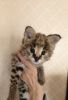 serval baby girls and boys