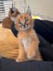 Adorable Savannah - Serval - Ocelot - Caracal Kittens for sale
