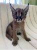 Cheap Caracat kitten for sale