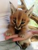 Powerful Male & Female Caracal Kittens