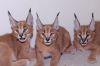 Cats, Caracal and For sale