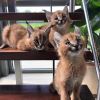 Caracal kittens For Sale