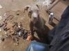 Catahoula pit puppy's for sale to good homes