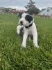 Male Catahoula Leopard Puppy for Sale!