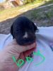 Catahoula Leopard Puppies for sale