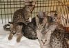 Spotted savannah and serval kittens available