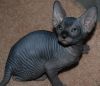 Super Sphynx For Rehoming