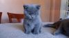Pedigree British Shorthair Blue Kittens