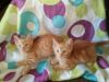 orange tabby kittens