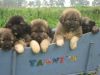 Beautiful caucasian shepherd puppies!