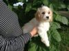Cavachon Puppies For Sale