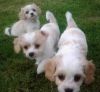 cavachon puppies for new homes