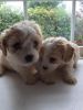 Cavachon Puppies F1 Very Beautiful And Trained