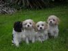 Cavachon Puppies Hybrid Male And Female 4 Sale!